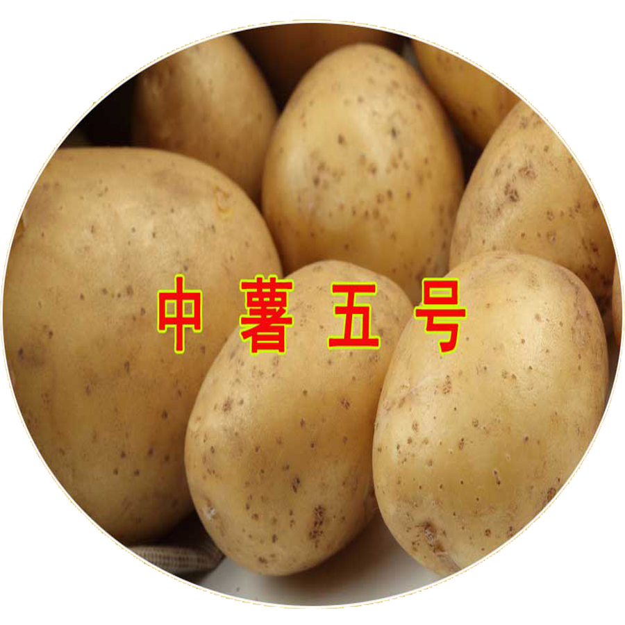 中薯5