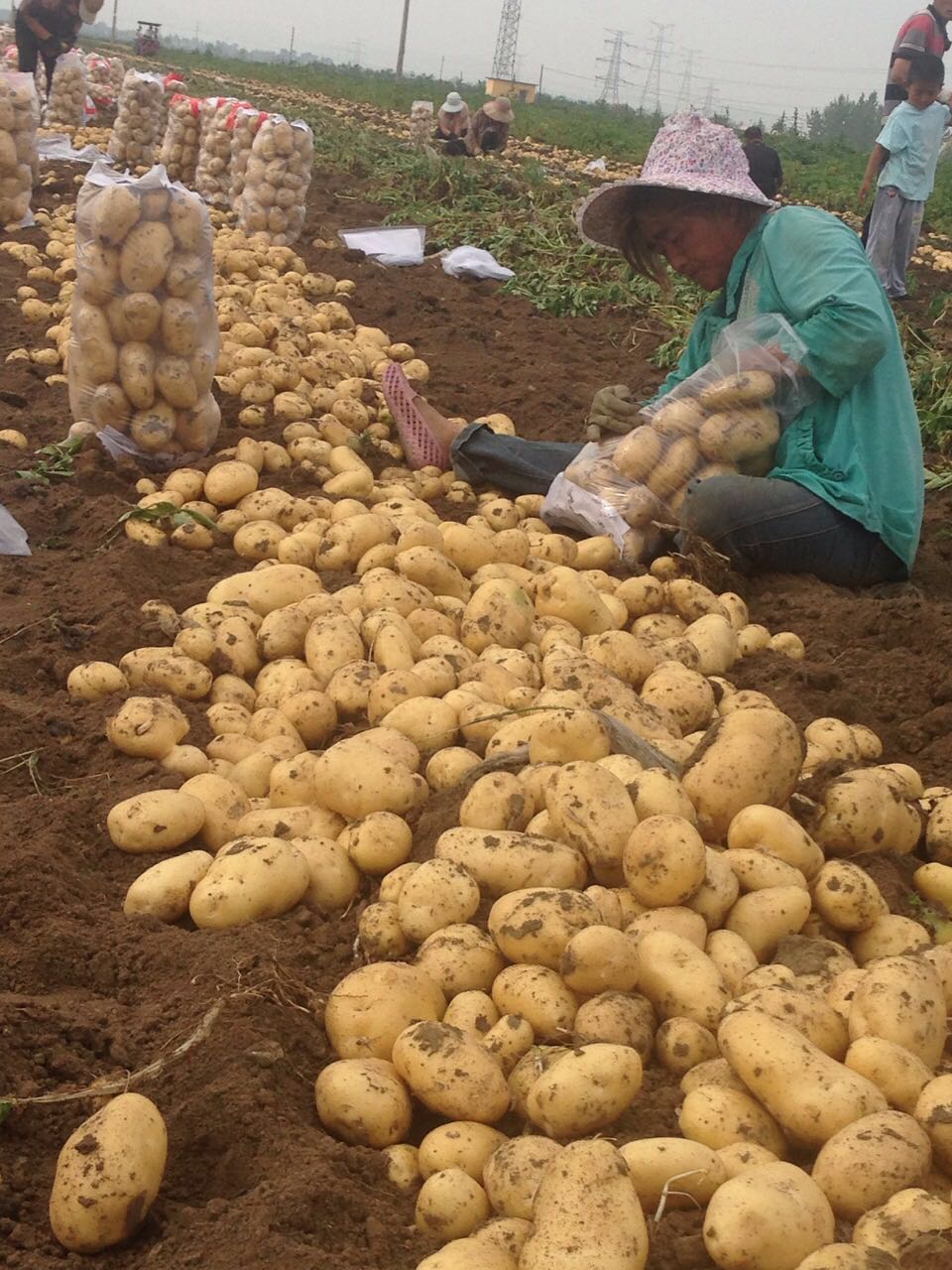 唐山市大棚土豆